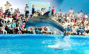 Лечение детей инвалидов дельфинами