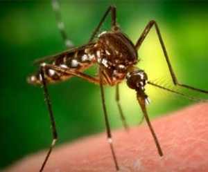 укусы комаров у детей чем лечить